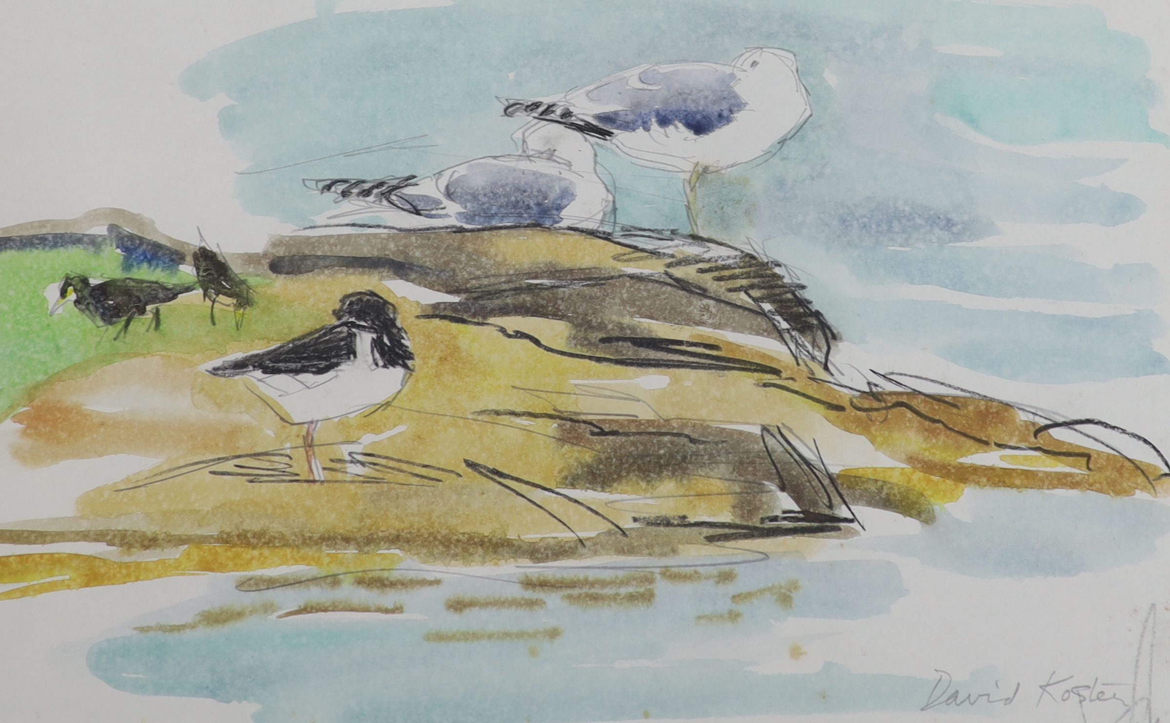 David Koster (1926-2014), charcoal and watercolour, gulls on the shoreline, signed, 25 x 39cm with three unframed prints by Koster of birds; lapwings, kingfisher and blackbird.